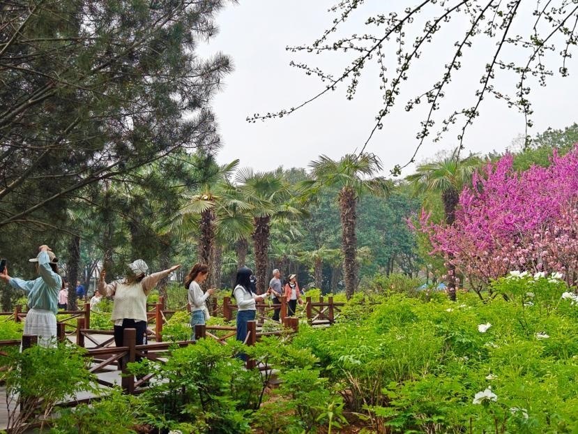 在河南省洛陽市中國國花園，游客漫步花海、自拍留念。人民網(wǎng) 王雅蝶攝