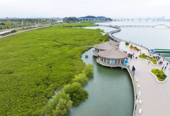 2024年1月23日拍攝的廈門市翔安區(qū)下潭尾紅樹林公園（無人機(jī)照片）。新華社記者 林善傳 攝