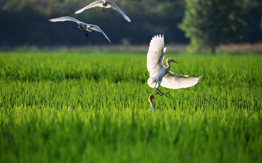 2023年8月7日，鷺鳥在山東省臨沂市郯城縣郯城街道水稻田間飛舞。新華社發(fā)（張春雷 攝）