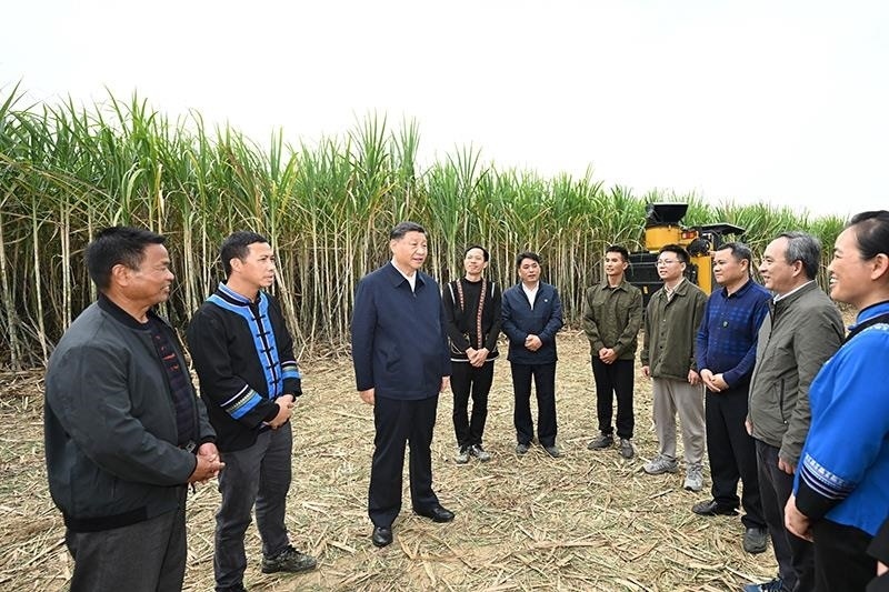 2023年12月14日，習(xí)近平總書記在廣西來賓市國家現(xiàn)代農(nóng)業(yè)產(chǎn)業(yè)園黃安優(yōu)質(zhì)“雙高”糖料蔗基地考察時(shí)，同蔗農(nóng)、農(nóng)機(jī)手和農(nóng)技人員親切交流。