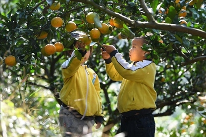 貴州黃平縣小朋友在校外勞動實(shí)踐基地采摘柑橘。