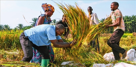2018 年，中國(guó)農(nóng)業(yè)專(zhuān)家組在布隆迪布班扎省吉漢加縣設(shè)立首個(gè)水稻減貧示范村。圖為當(dāng)?shù)剞r(nóng)戶(hù)在稻田里給雜交水稻脫粒（2023 年 6 月 20 日攝） 韓旭攝 / 本刊