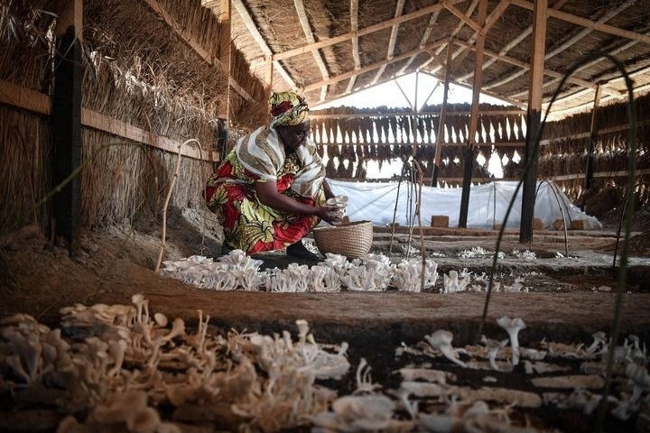 2024年2月6日，在中非共和國(guó)達(dá)馬拉，法蒂瑪在菇棚內(nèi)收獲菌草菇。2022年，法蒂瑪在聽(tīng)說(shuō)中國(guó)菌草專(zhuān)家在班吉傳授技術(shù)后主動(dòng)前往學(xué)習(xí)，從一間小菌棚起步，逐漸擴(kuò)大為如今小有名氣的合作社。新華社記者 韓旭 攝
