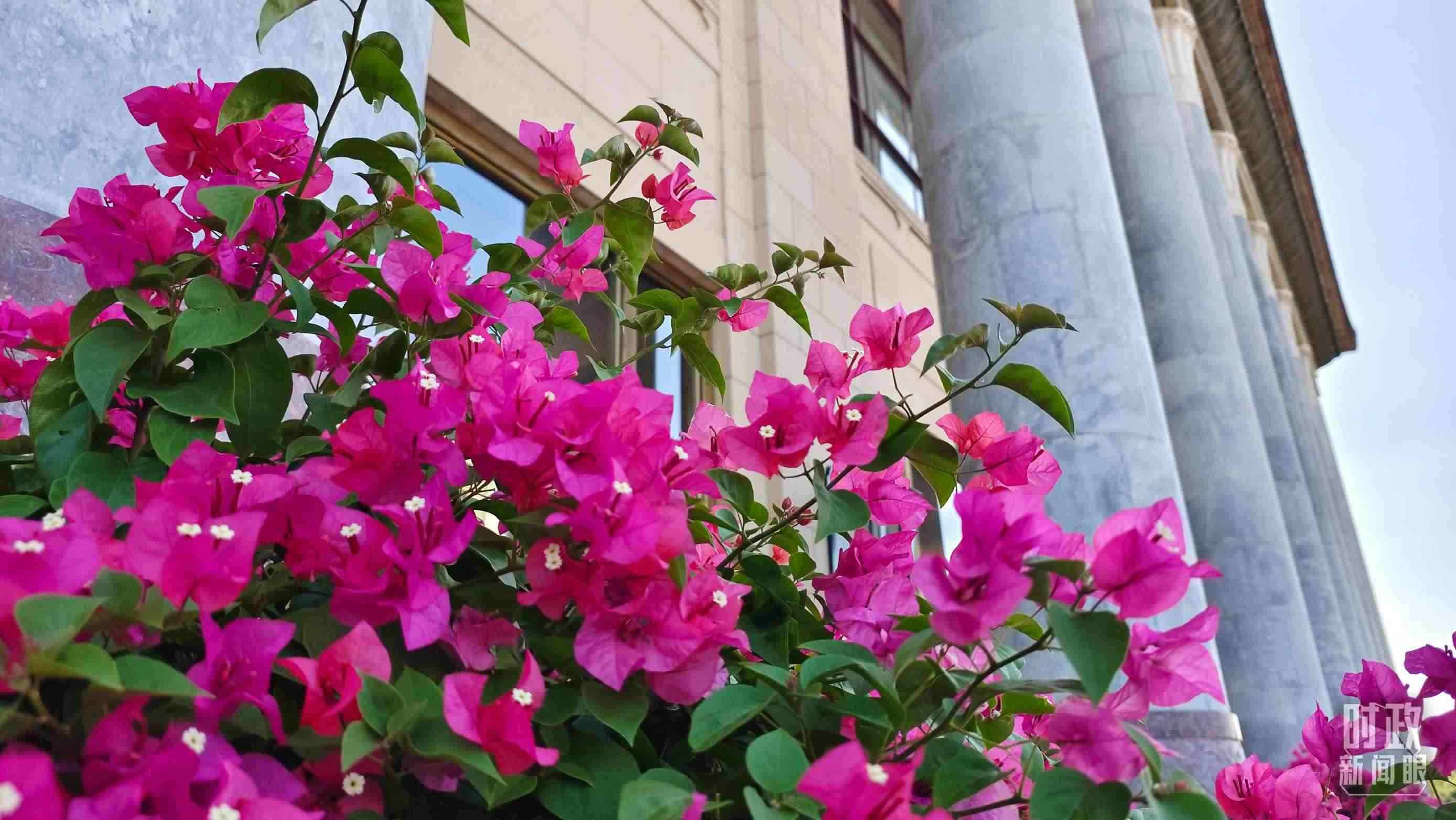 △人民大會堂外花團錦簇。（總臺央視記者韓銳拍攝）