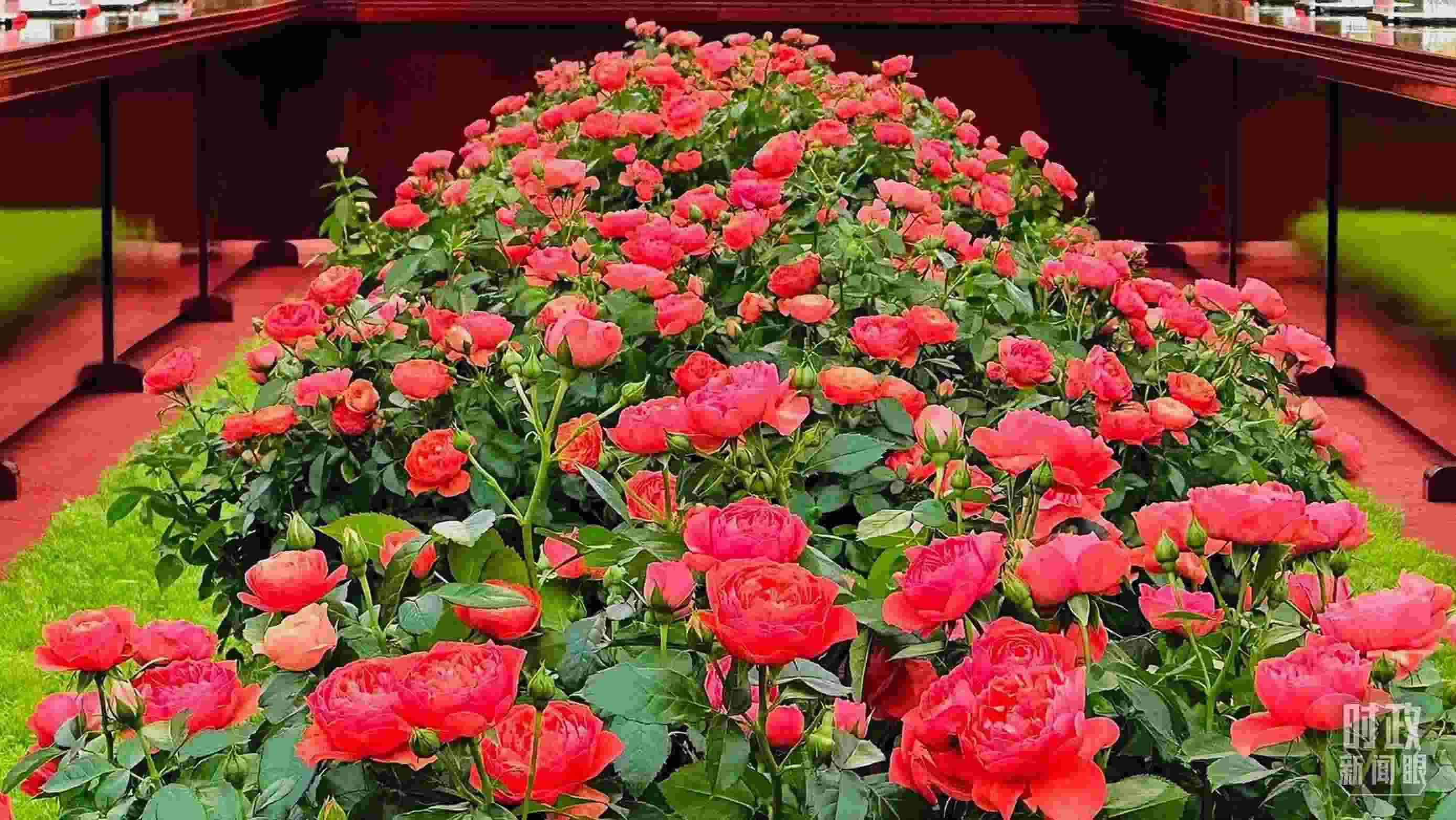 東大廳會(huì)談桌中間擺放的紅果汁月季，象征著蓬勃與堅(jiān)韌。（總臺(tái)央視記者范一鳴拍攝）