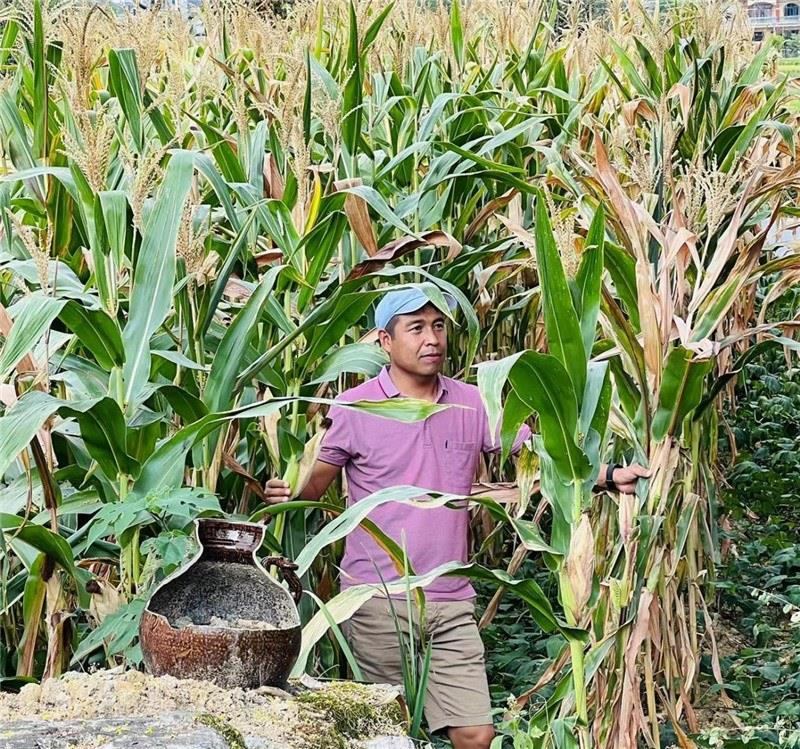不是攀登石林高臺，就是鉆入玉米莊稼地，吉爾吉斯斯坦《自由之山報》總編輯納拉雷·阿桑巴耶夫“身手不凡”，與生長旺盛的玉米構(gòu)成了花茂村的鄉(xiāng)間野趣。（張亞欣攝）