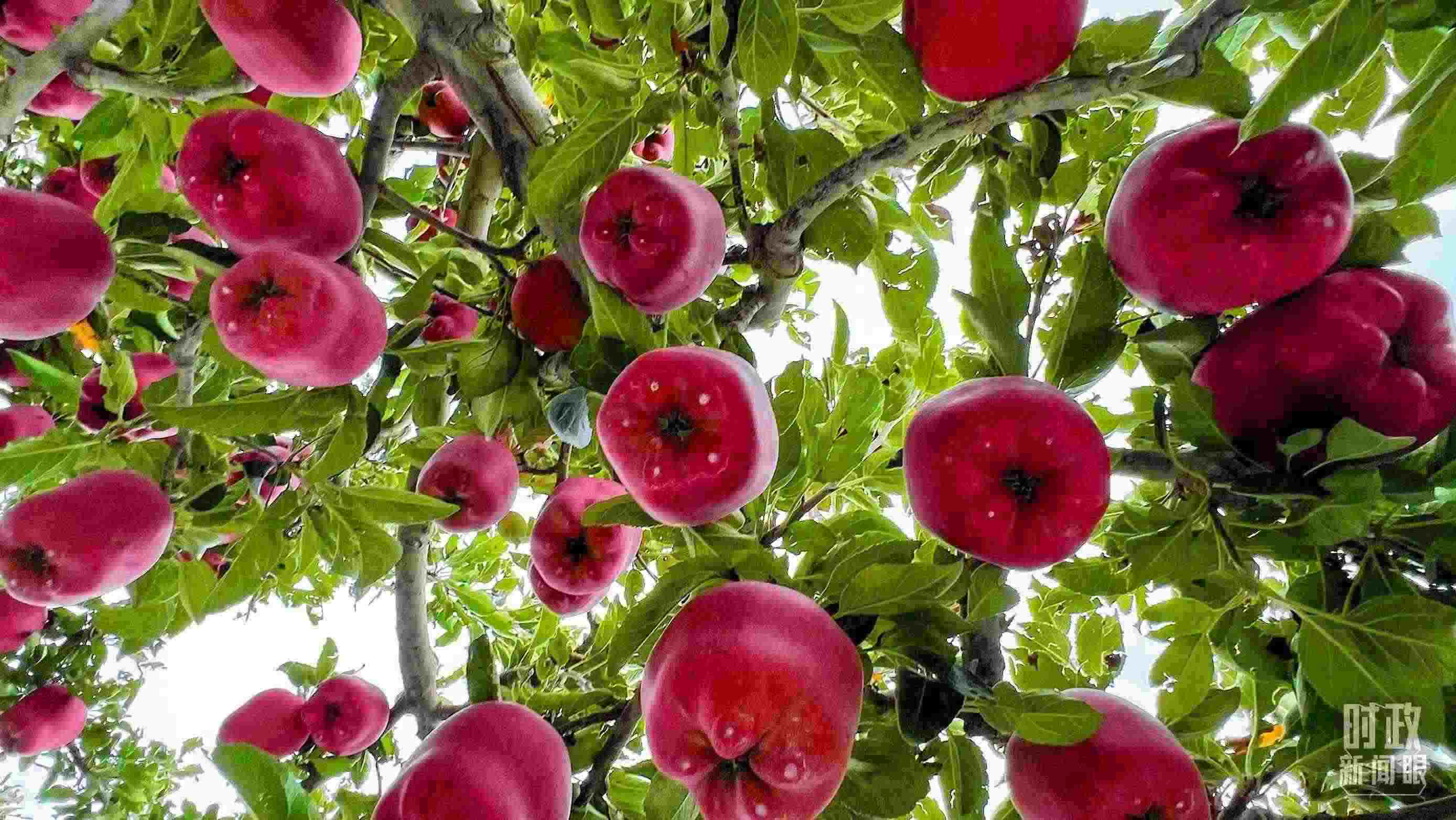 △ 麥積區(qū)南山花牛蘋果基地。（總臺(tái)央視記者程鋮拍攝）