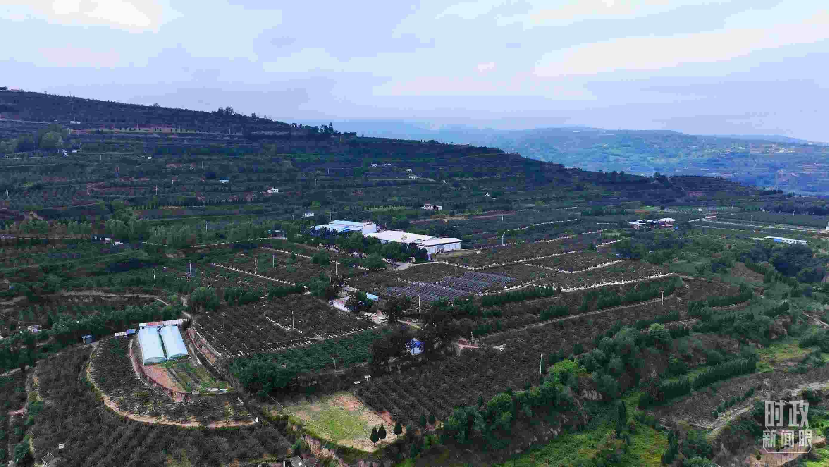 △ 麥積區(qū)南山花牛蘋果基地。（總臺(tái)央視記者范凱拍攝）