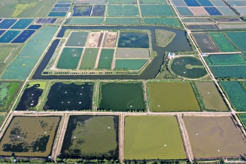 2024年8月13日在山西省臨猗縣薛公村拍攝的蟹塘（無人機(jī)照片）。薛公村位于黃河岸邊，有5000多畝黃河灘涂和近5000畝荒溝。當(dāng)?shù)赝ㄟ^將荒溝和灘涂進(jìn)行整合，發(fā)展特色水產(chǎn)養(yǎng)殖，讓守著黃河水、住在黃河灘的薛公村村民有了新的致富路。