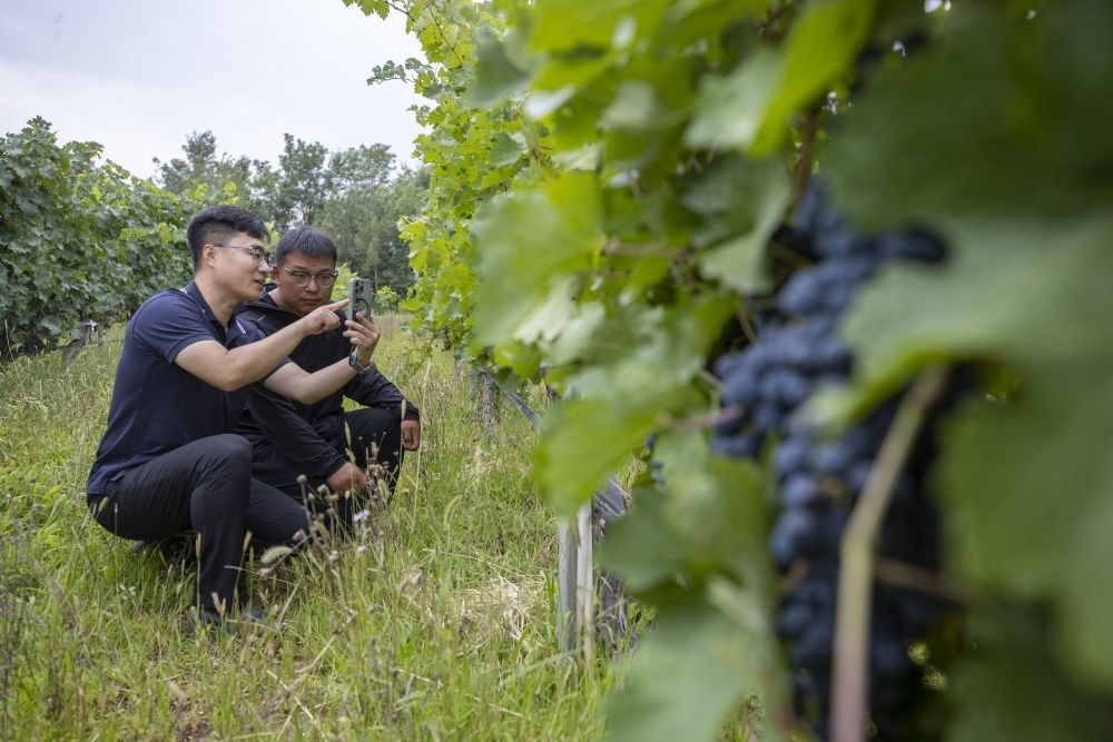 2024年8月15日，技術(shù)人員（左）和工作人員在寧夏銀川市西夏區(qū)的一個葡萄園工作。為推動黃河流域生態(tài)保護(hù)和高質(zhì)量發(fā)展先行區(qū)建設(shè)，銀川市積極打造高標(biāo)準(zhǔn)葡萄園，借助各種傳感器監(jiān)測釀酒葡萄的生長狀態(tài)，實(shí)現(xiàn)精準(zhǔn)灌溉，從而高效節(jié)約黃河水。