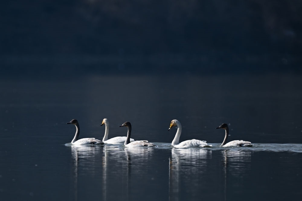 2023年11月30日，天鵝在青海省海東市化隆回族自治縣群科鎮(zhèn)境內(nèi)的黃河上游弋。近年來，青海省加大力度保護(hù)治理境內(nèi)黃河流域，改善當(dāng)?shù)厣鷳B(tài)環(huán)境，為越冬候鳥提供良好棲息地。