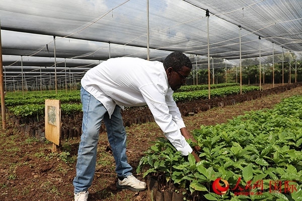 農(nóng)場協(xié)調(diào)員艾哈邁德·耶曼正在檢查咖啡幼苗。人民網(wǎng)記者 沈小曉攝