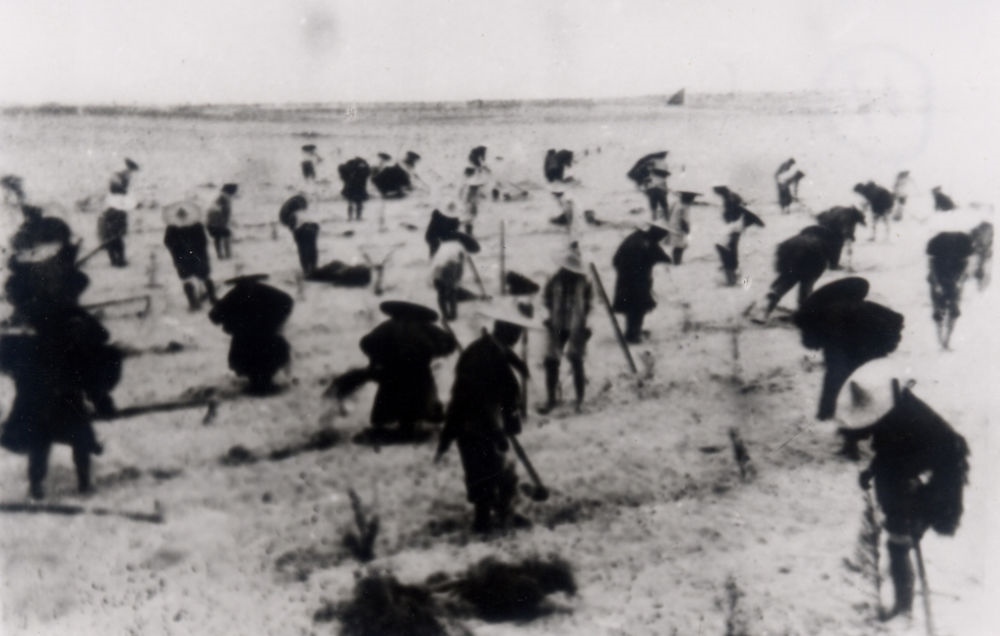 上世紀(jì)東山百姓在沙灘造林（資料照片）。