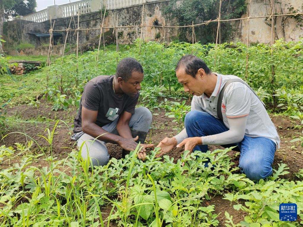 中國援圣普農(nóng)牧業(yè)技術(shù)項(xiàng)目組專家彭杰（右）在圣多美和普林西比的梅佐希大區(qū)指導(dǎo)蔬菜種植戶改善田間管理技術(shù)（2024年1月25日攝）。新華社發(fā)（中國援圣普農(nóng)技組供圖）