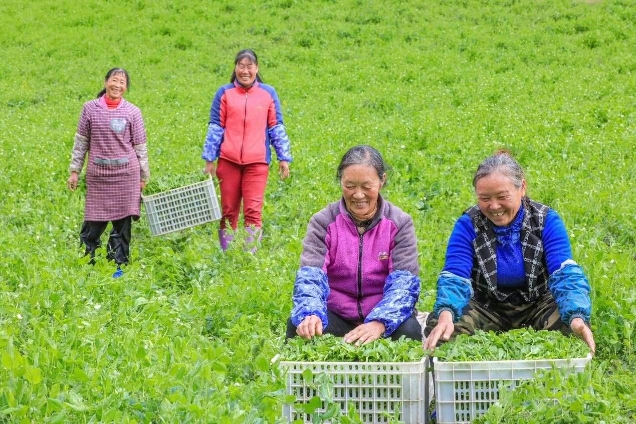 在四川省阿壩藏族羌族自治州馬爾康市馬爾康鎮(zhèn)納足村，當季蔬菜喜獲豐收，群眾正在忙著采收、裝箱供應市場。來源：人民圖片