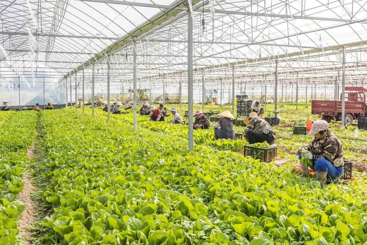 2024年10月8日，在廣西梧州市蒙山縣文圩鎮(zhèn)大明村一個大棚蔬菜基地內，民工在采摘、包裝包心菜，準備運銷外地。來源：人民圖片