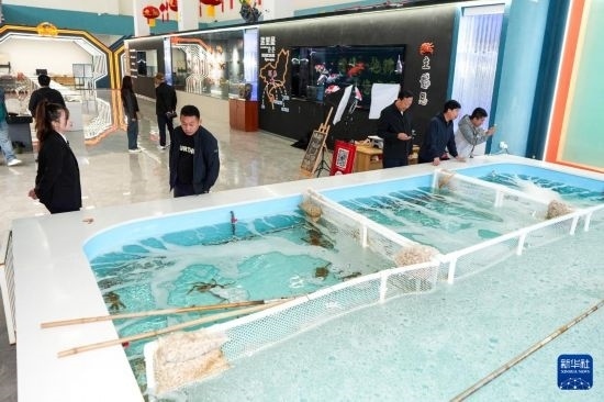 9月20日，游客在吉林省琿春市的帝王蟹保稅店內(nèi)選購帝王蟹。新華社記者 許暢 攝