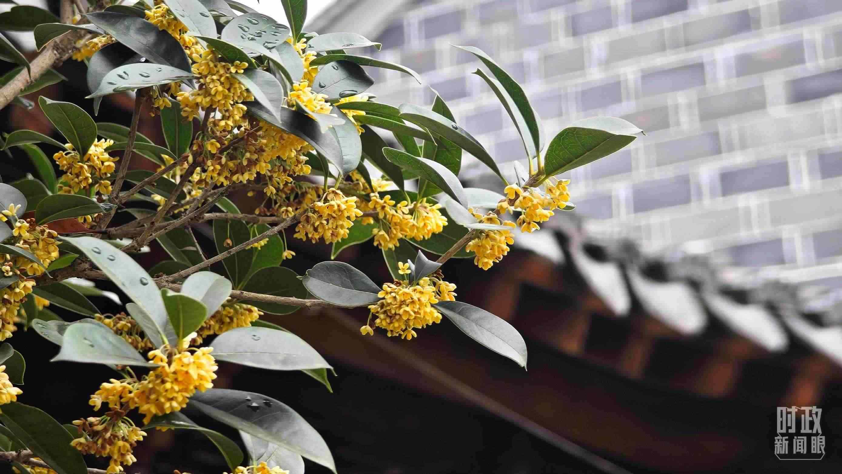 △六尺巷。（總臺央視記者趙化、彭漢明拍攝）