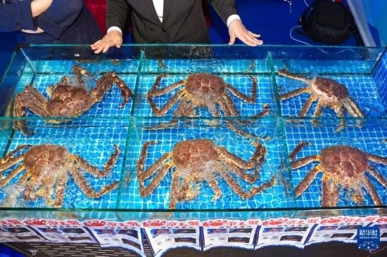這是9月19日拍攝的吉林省琿春市一商家所售賣的帝王蟹。新華社記者 許暢 攝