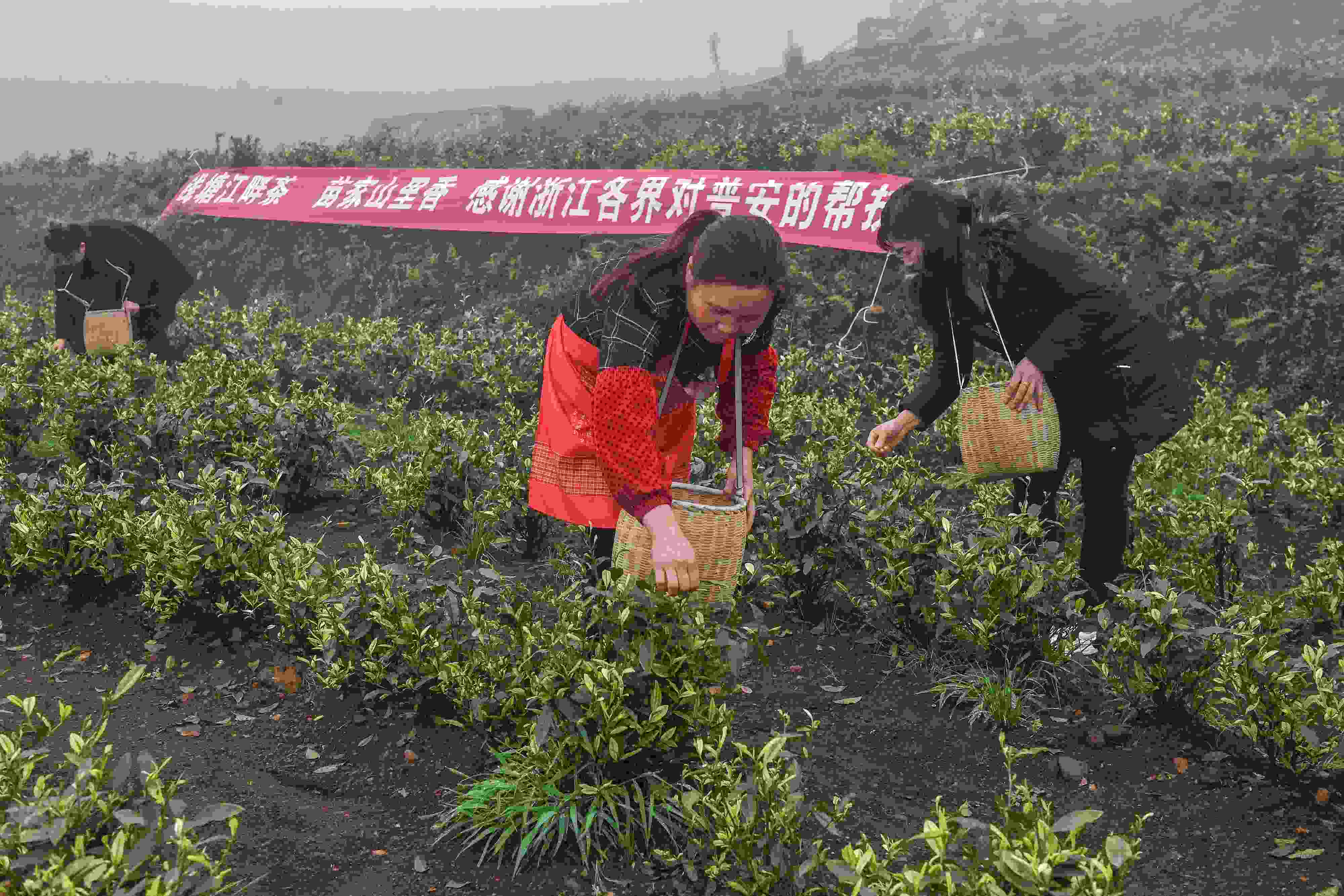 2021年4月14日，工人在貴州省黔西南州普安縣地瓜鎮(zhèn)屯上村“白葉一號(hào)”感恩茶園采茶。這片茶園由浙江省安吉縣捐贈(zèng)。