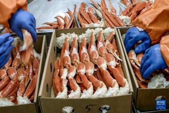 俄羅斯蟹業(yè)集團的工作人員在生產(chǎn)線上加工產(chǎn)品（資料照片）。新華社發(fā)（俄羅斯蟹業(yè)集團供圖）