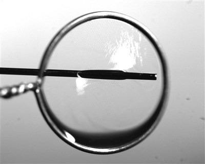 液膜被銅針穿透時(shí)仍能保持不破裂。 受訪者供圖