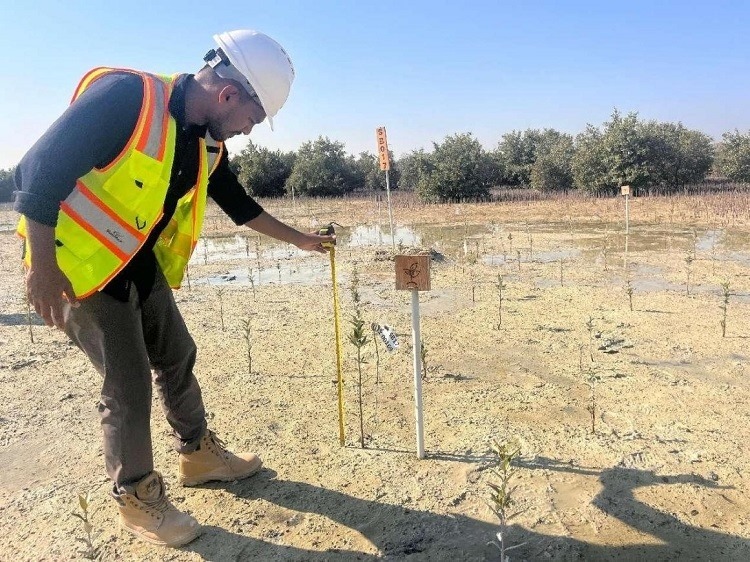 工作人員在監(jiān)測(cè)紅樹(shù)苗生長(zhǎng)情況。中國(guó)土木供圖