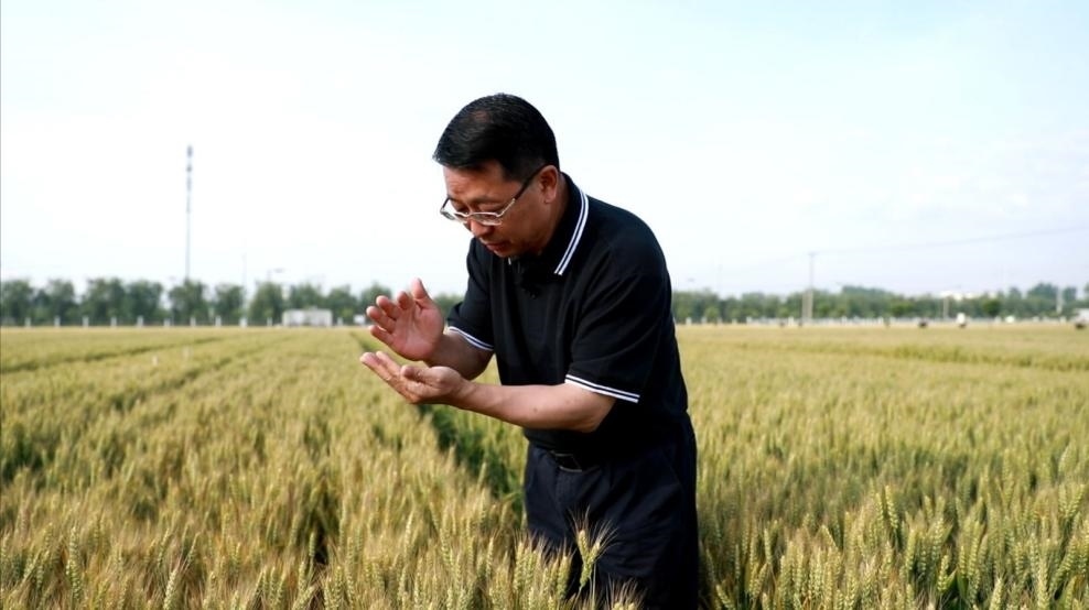 張福鎖在曲周查看小麥長(zhǎng)勢(shì)。受訪者供圖