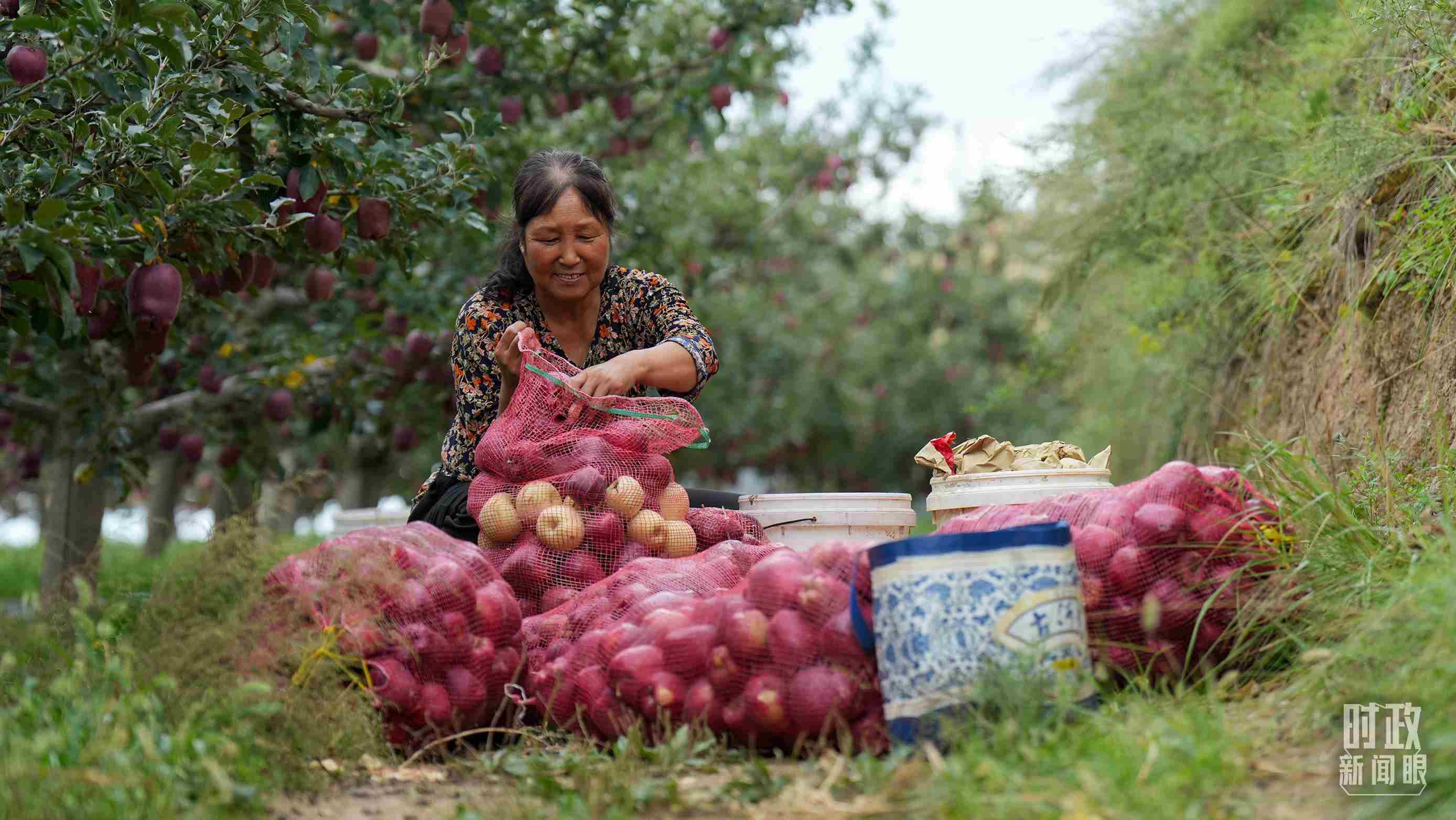 △甘肅天水的花牛蘋果已經成為當?shù)厝罕姷摹吧鷳B(tài)果”“致富果”。（總臺記者李晉拍攝）