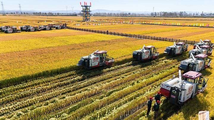 2024年9月22日，在黑龍江省重要糧食產(chǎn)區(qū)哈爾濱市方正縣的稻田中，農(nóng)機(jī)開啟“黑龍江秋收第一鐮”作業(yè)（無人機(jī)照片）。新華社記者 王松 攝