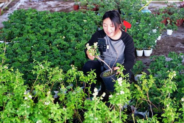 2024年4月27日，在山東省惠民縣姜樓鎮(zhèn)立冉果蔬種植合作社，工作人員在直播賣藍(lán)莓苗。新華社記者 郭緒雷 攝