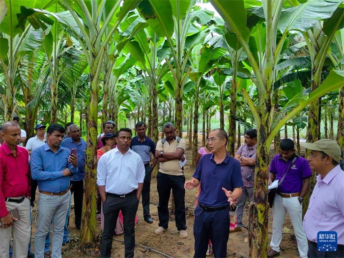 10月10日，在斯里蘭卡霍勒訥的一處香蕉示范基地，中國、聯(lián)合國糧農(nóng)組織與斯里蘭卡南南合作項目中國專家組組長孫德權(quán)為當(dāng)?shù)剞r(nóng)民進行技術(shù)培訓(xùn)。新華社發(fā)（中國、聯(lián)合國糧農(nóng)組織與斯里蘭卡南南合作項目專家組供圖）