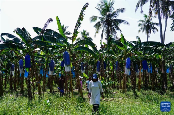 12月23日，在斯里蘭卡馬坎杜拉，農(nóng)民走過中國技術(shù)試驗田香蕉田。新華社記者 陳冬書 攝