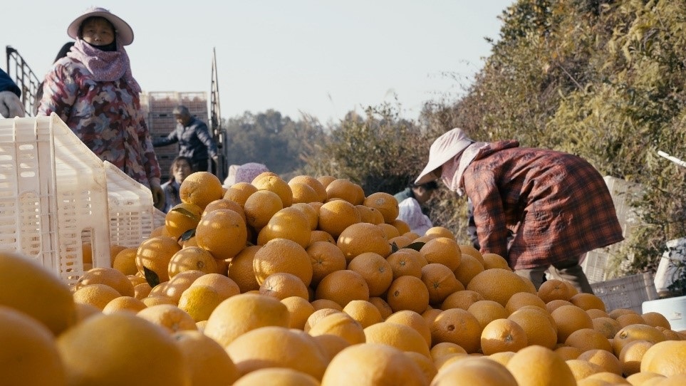 贛南臍橙喜獲豐收。人民網(wǎng)記者 張力洋攝