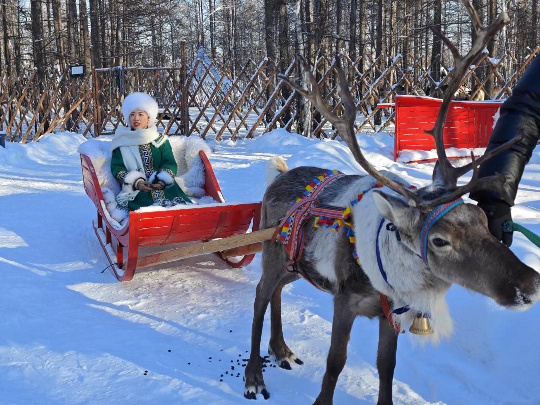 游客體驗(yàn)馴鹿拉雪橇。人民網(wǎng)記者 苗陽(yáng)攝