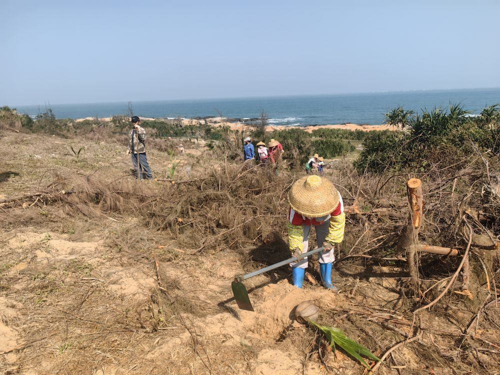2025年1月19日，在海南文昌市，工人正在修復(fù)海岸防風(fēng)林。新華社記者吳茂輝 攝