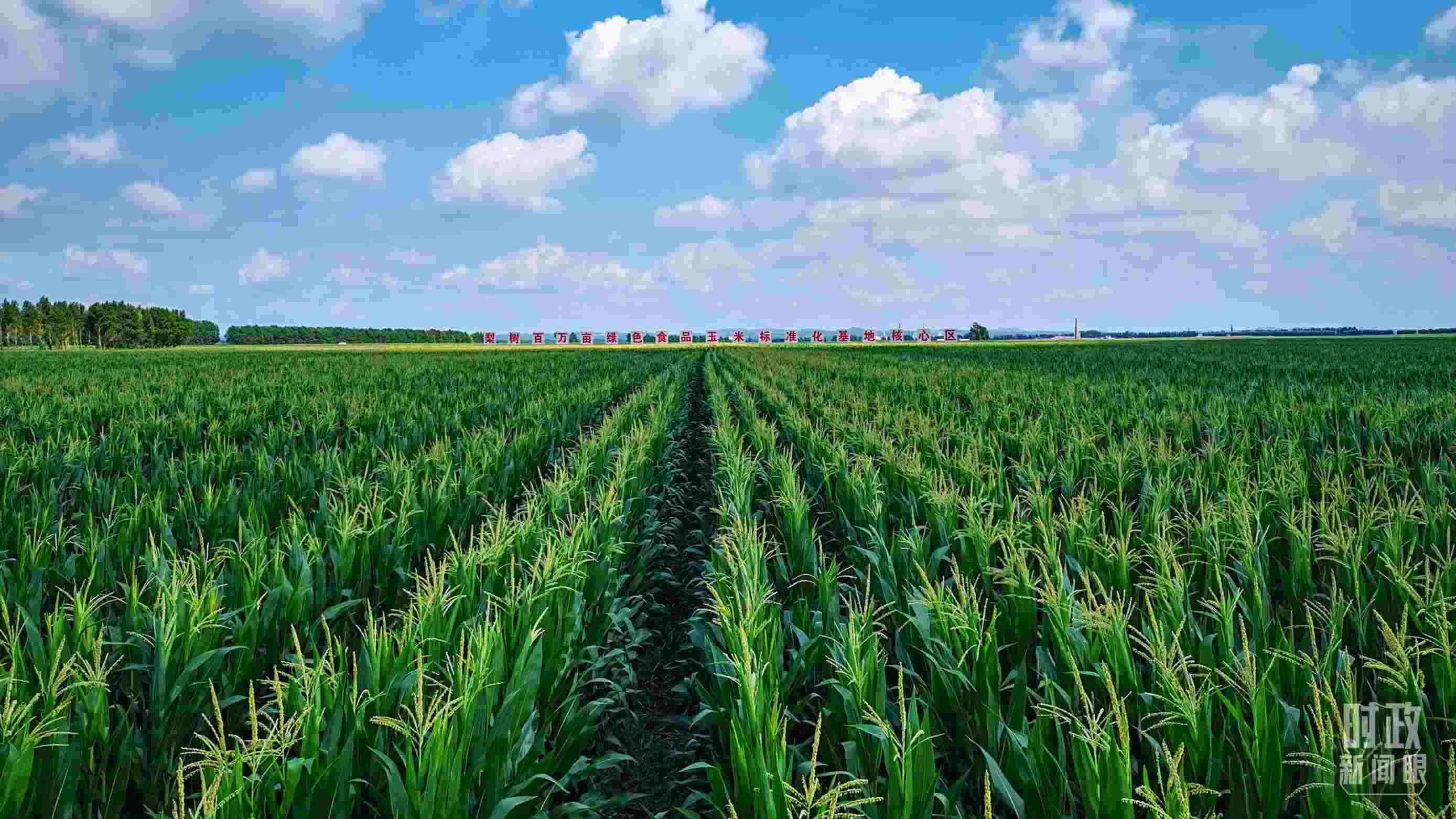 △吉林四平，梨樹縣地處黃金玉米帶。（總臺(tái)央視記者張曉鵬拍攝）