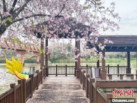 3月7日，廣州海珠國家濕地公園宮粉紫荊花海吸引游人。中新社記者 許青青 攝