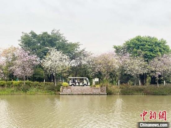 3月7日，廣州海珠國家濕地公園宮粉紫荊花海吸引游人。中新社記者 許青青 攝