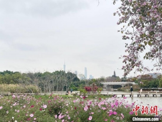 每年三月，廣州海珠國家濕地公園迎來最具標(biāo)志性的景觀之一——宮粉紫荊花海，公園內(nèi)的石榴崗河沿岸兩側(cè)，數(shù)千株宮粉紫荊綿延3.2公里，粉紅與粉白的花朵交織如云，頗為浪漫。據(jù)悉，宮粉紫荊因其耐濕性強(qiáng)、花期長的特性，是廣州海珠國家濕地公園生態(tài)修復(fù)的優(yōu)選樹種。近年來通過科學(xué)管養(yǎng)，花量相較往年明顯增加，盛花期持續(xù)近一個(gè)月時(shí)間，預(yù)計(jì)浪漫景致將延續(xù)至清明前。圖為3月7日，廣州海珠國家濕地公園宮粉紫荊花海吸引游人。中新社記者 許青青 攝