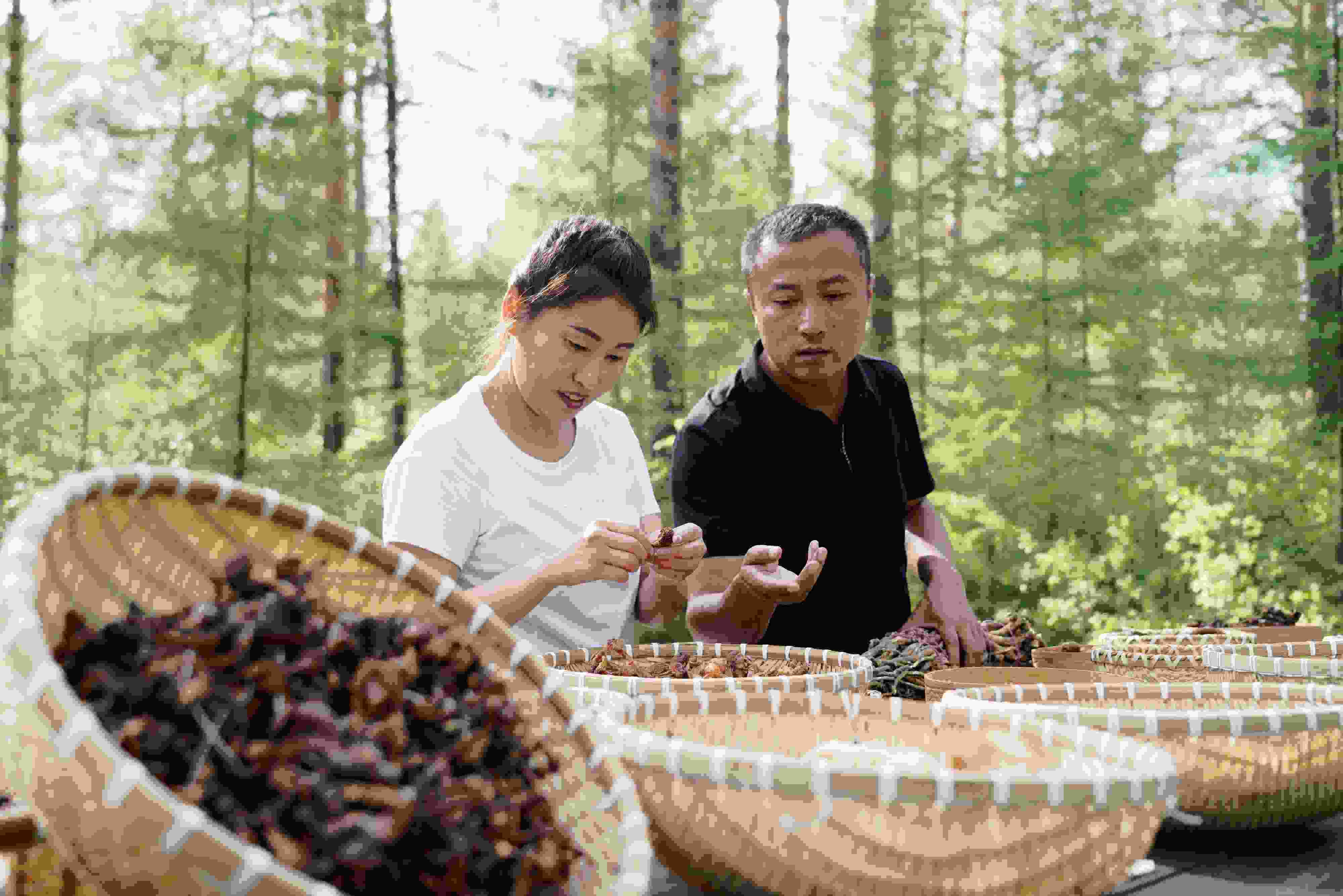 2024年8月6日，黑龍江漠河林場員工正在分揀采集來的林下產(chǎn)品。
