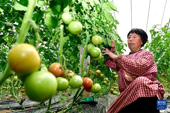 3月13日，在菏澤市鄆城縣張營街道，農(nóng)民在設施大棚里打理西紅柿。