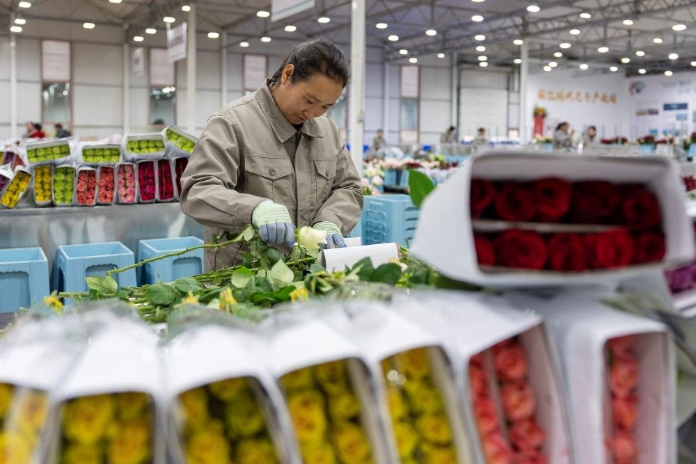 △近日，工作人員在云南麗江現(xiàn)代花卉產(chǎn)業(yè)園包裝鮮花。