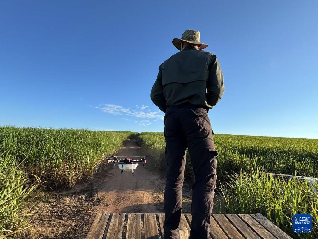 3月25日，在南非夸祖魯-納塔爾省的方廷希爾莊園，飛手操縱無人機(jī)為甘蔗林噴灑藥劑。新華社記者 白舸 攝