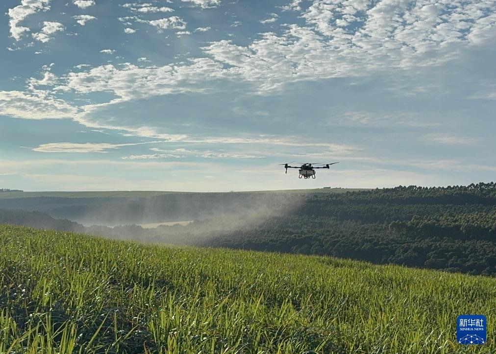 3月25日，在南非夸祖魯-納塔爾省的方廷希爾莊園，中國農(nóng)用無人機(jī)為甘蔗林噴灑殺菌劑。新華社記者 白舸 攝