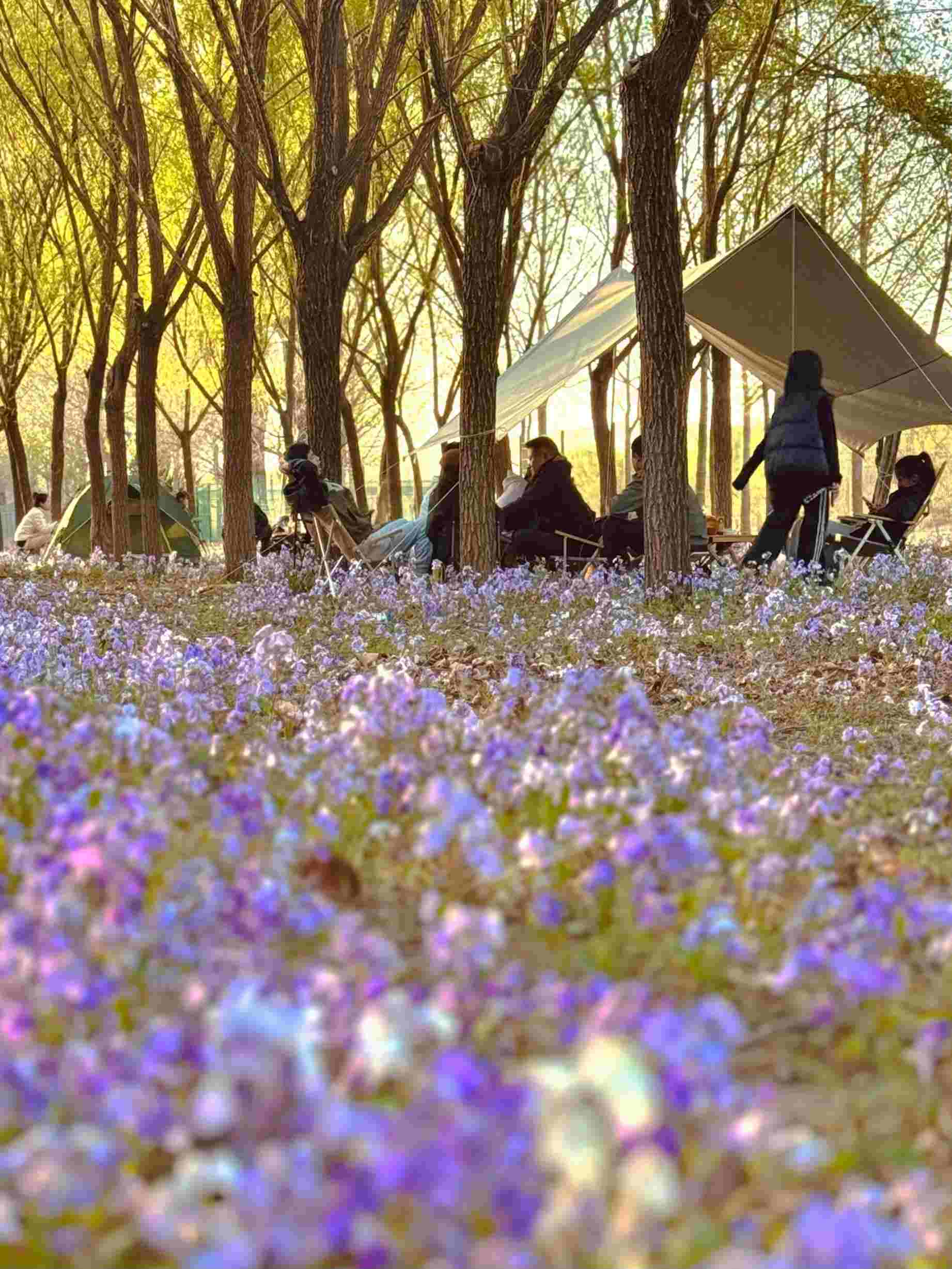 清明假期期間，范女士一家在北京溫榆河邊露營。受訪者供圖