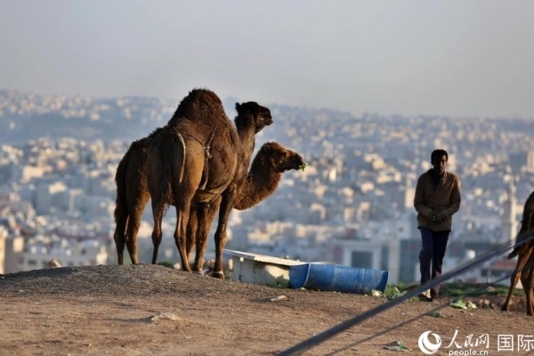 約旦首都阿曼街頭的駱駝。人民網(wǎng) 納達(dá)爾·達(dá)烏德攝