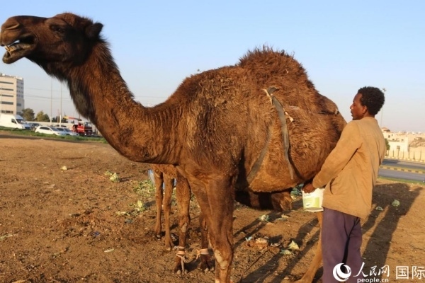 工人在給駱駝擠奶。人民網(wǎng) 納達(dá)爾·達(dá)烏德攝