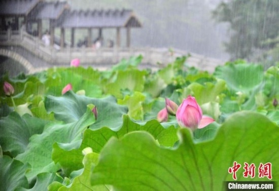 雨中荷韻